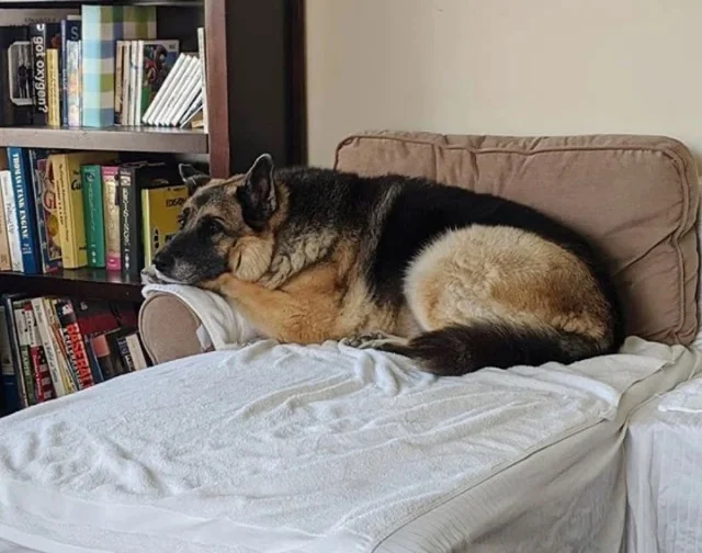 After enjoying a nourishing meal, Trixie...