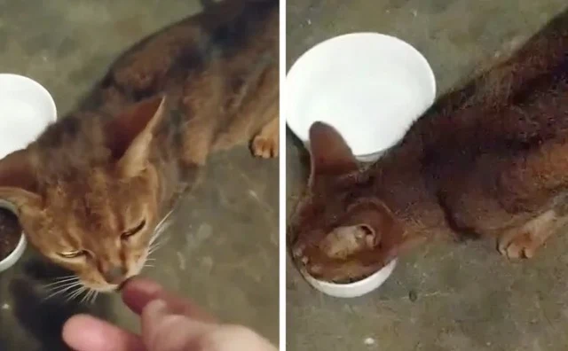 Yesterday marked Trixie's 15th birthday,...