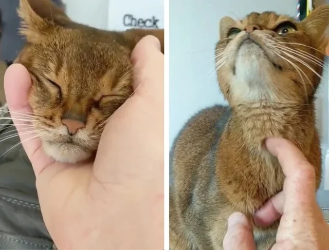 Extra image from article