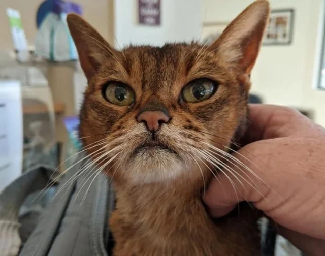 Extra image from article