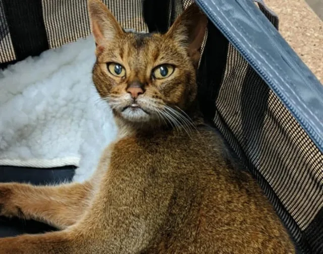 Extra image from article