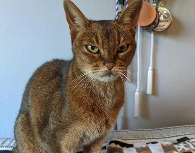 Extra image from article