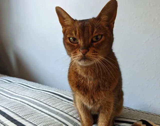 Extra image from article