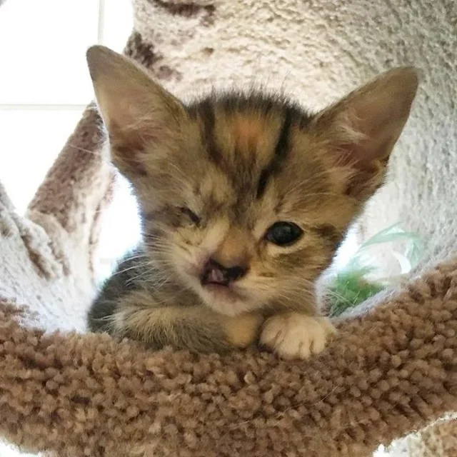 As P grew, her distinct snaggletooth bec...