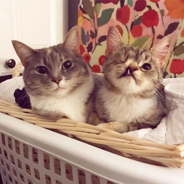 At six months old, Phoebe has already gr...