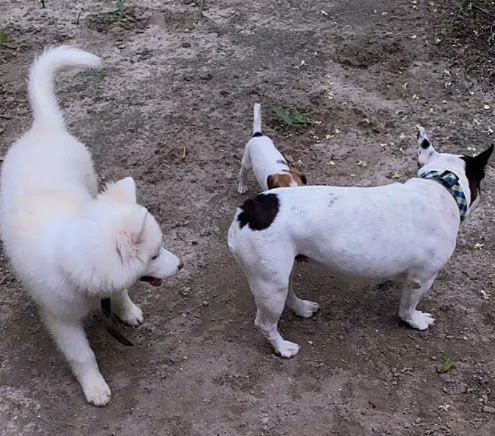 Extra image from article