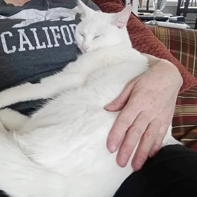 Baby became a familiar presence in the h...