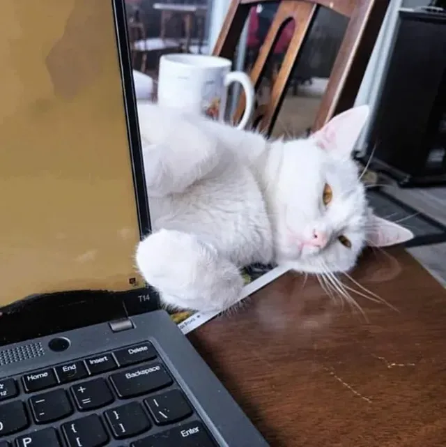 Extra image from article