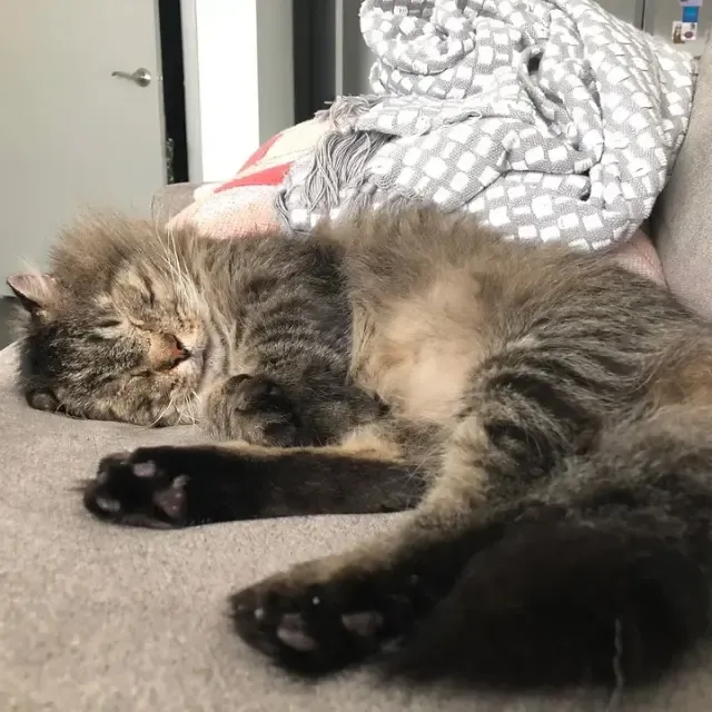 Extra image from article