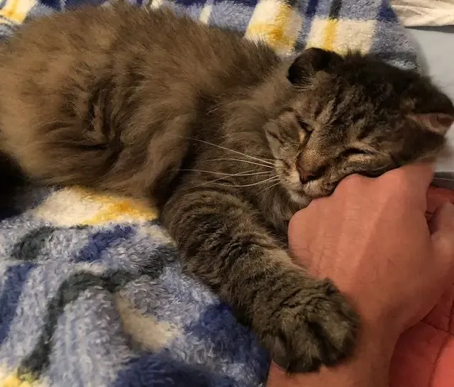 Extra image from article