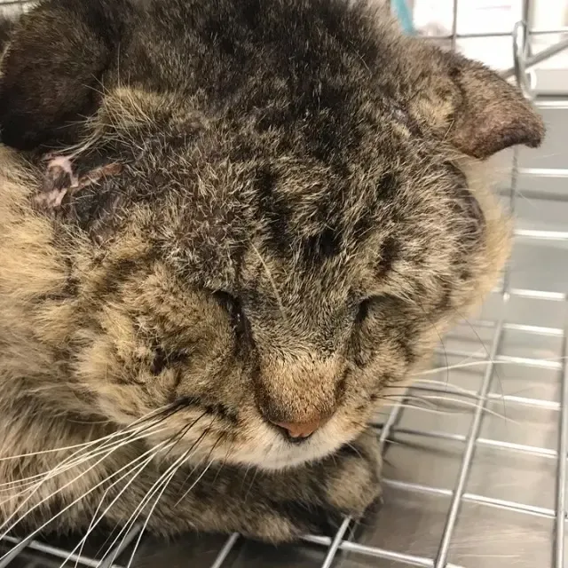 Through patience and love, Mr. B transfo...