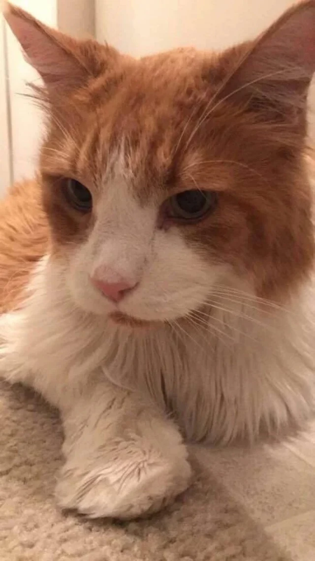 Extra image from article