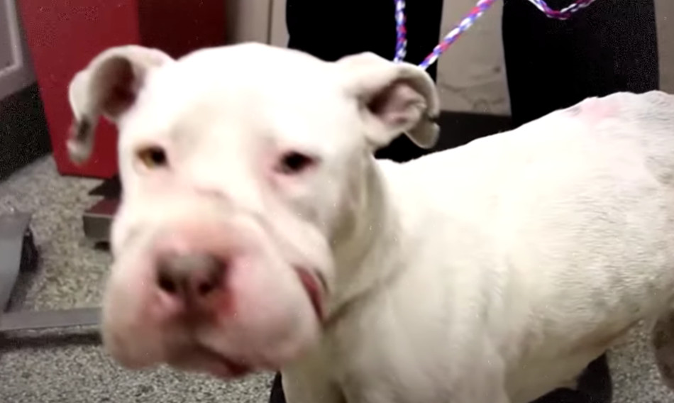 As days pass, Mira's health continues to...