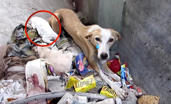 The mother dog was lying on the ground, ...
