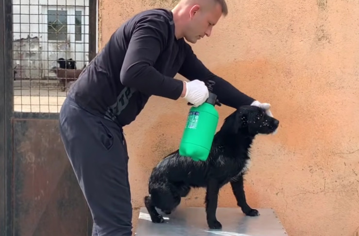 Ultimately, I chose to take the dog to a...