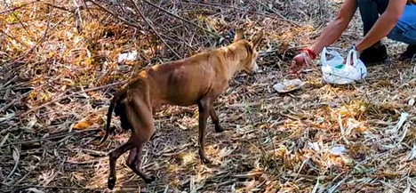 As time passed, Balu's journey was marke...