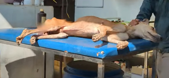 Balu's path to healing continues at the ...