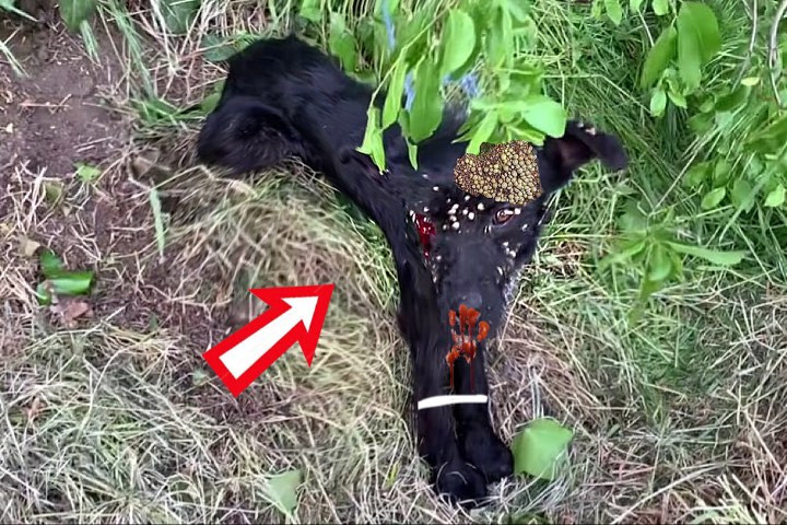 The dog appeared frightened and unwell, ...