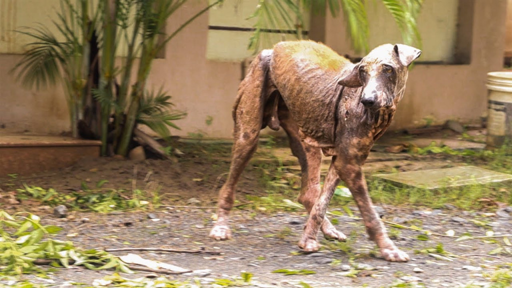 When the animal rescue team from RRSA In...