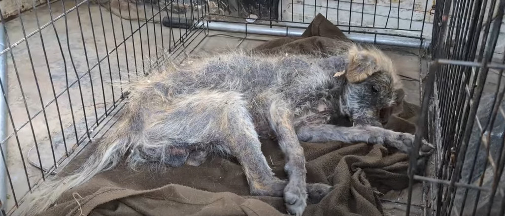 The rescue team did all they could, ensu...