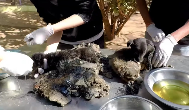 Throughout the ordeal, the puppies wore ...