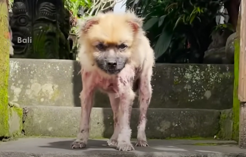 The dog's sad story came to light quite ...