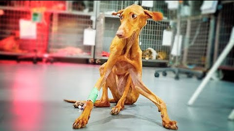 Recognizing the dog's urgent need for he...