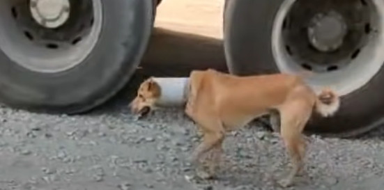 After managing to corner the dog safely,...
