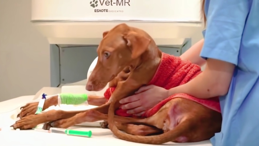 The initial days at the shelter posed a ...