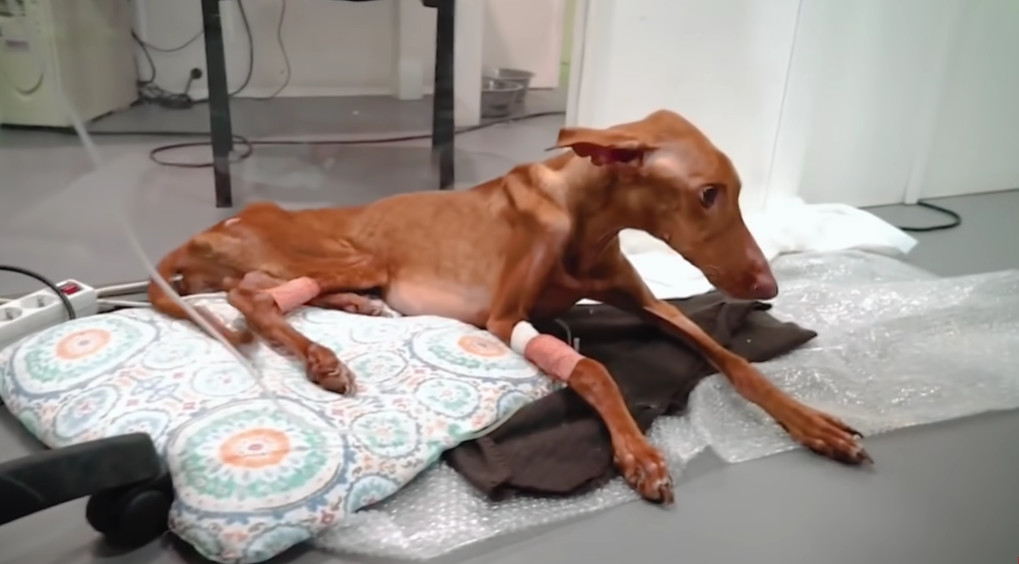 After a lengthy period, the dog finally ...