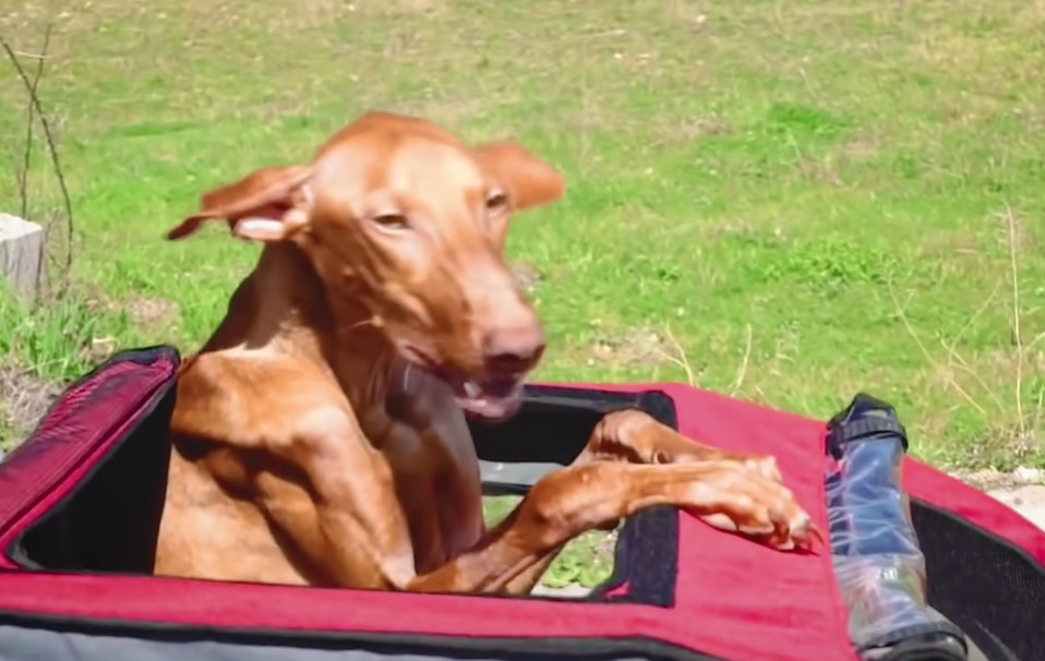 This dog's rescue story is a powerful te...