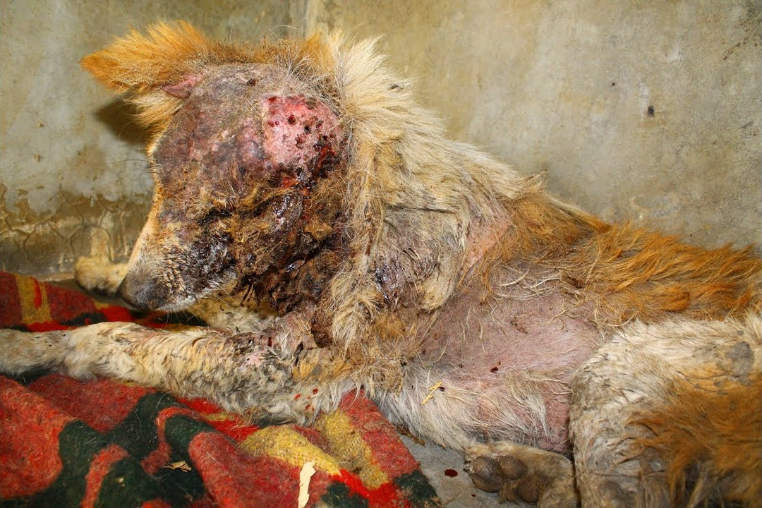 The sight of the dog, its body thin and ...