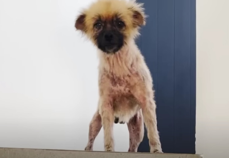 This dog's story serves as a powerful re...