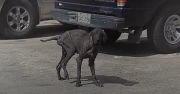 Once in our care, Mingo underwent a seri...