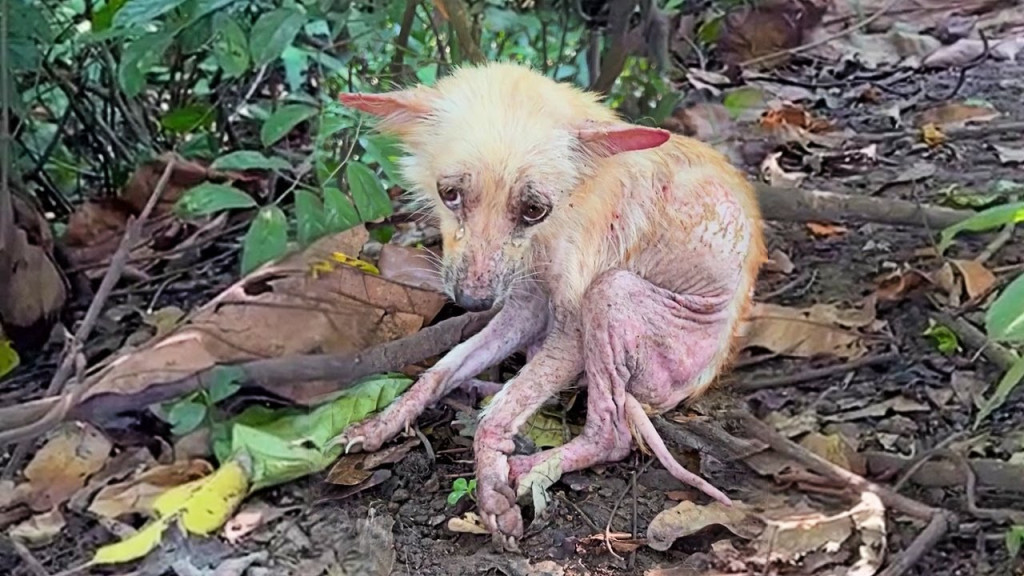 The poor pup, later named Hope, was unab...
