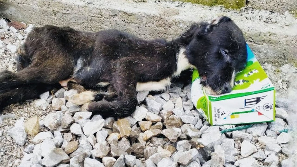 His condition was dire: malnourished and...