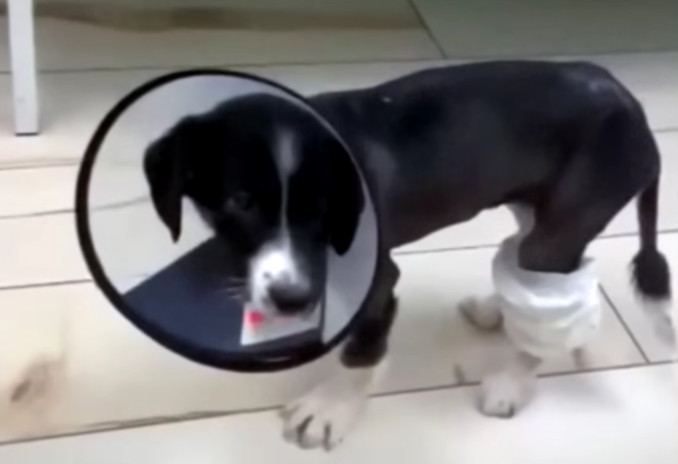 Extra image from article