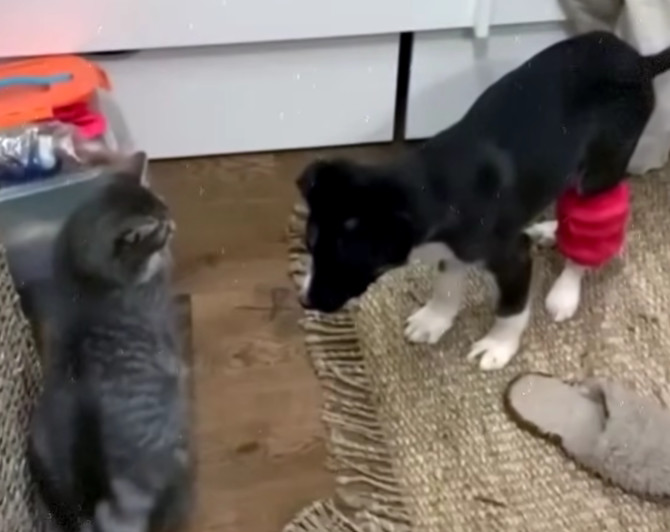 Extra image from article