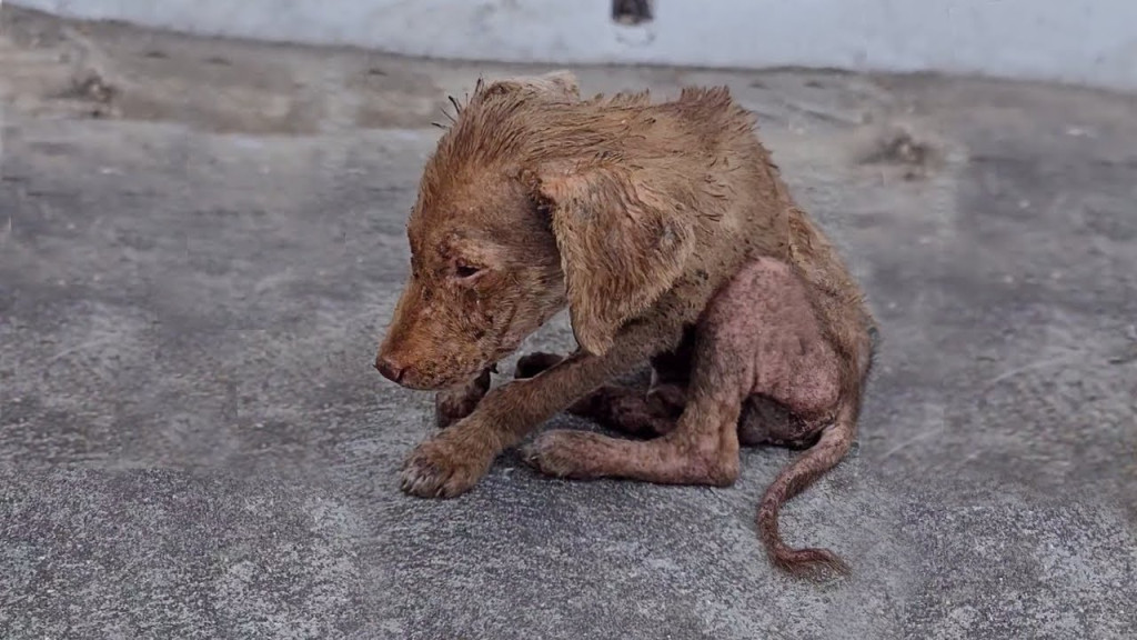 His hair was falling out, his skin was d...