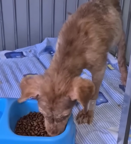 Two weeks later, Fenix, as we named him,...