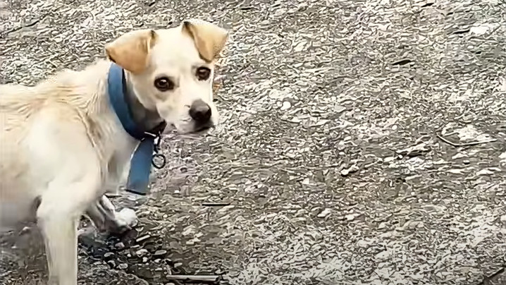 In preparation for her eye surgery, Anya...