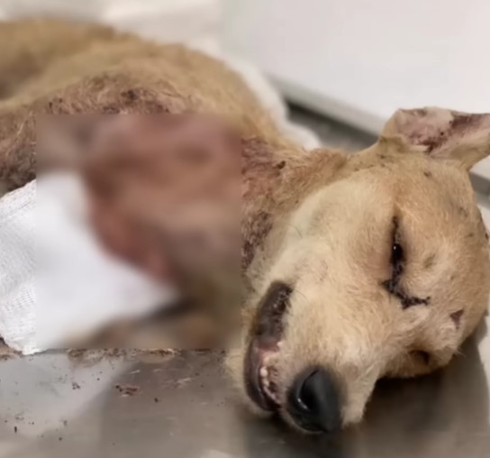 Post-surgery, Briana's condition stabili...