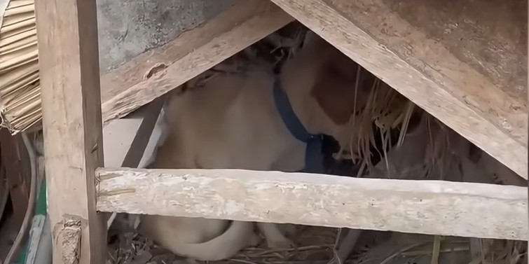 By the week's end, Anya's transformation...