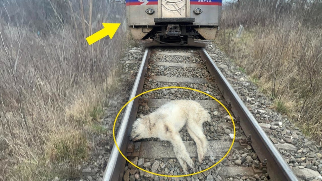 The dog's coat was gradually soaked by t...