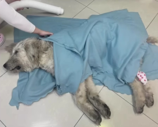 The rescue operation was both swift and ...