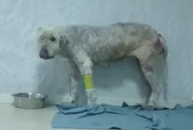 Each action they took was guided by an u...