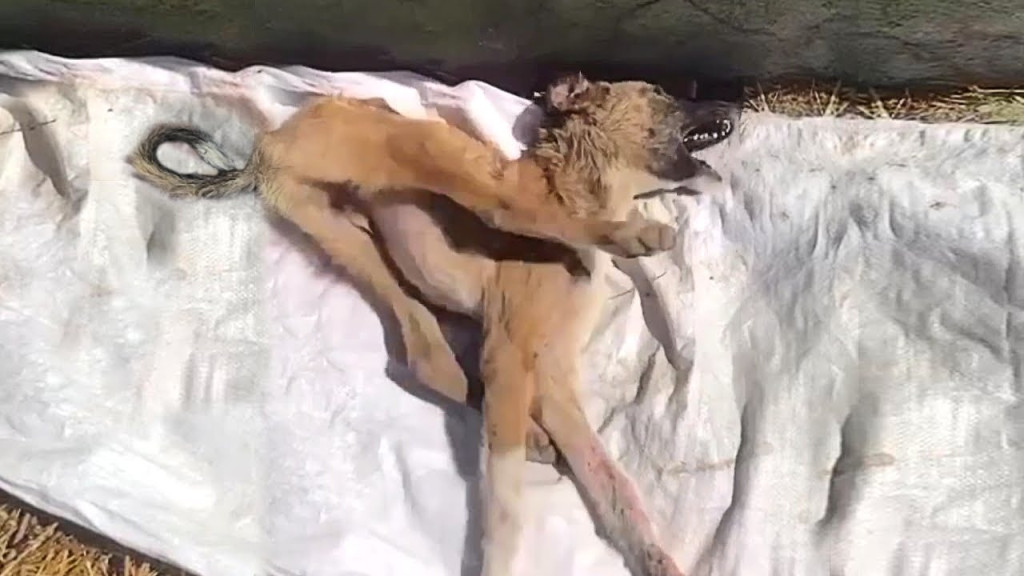 Eventually, rescuers arrived at the scen...