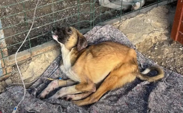 Remarkably, just ten days into his recov...