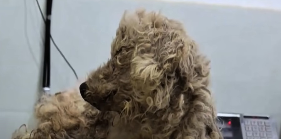 Eventually, the vet confirmed significan...