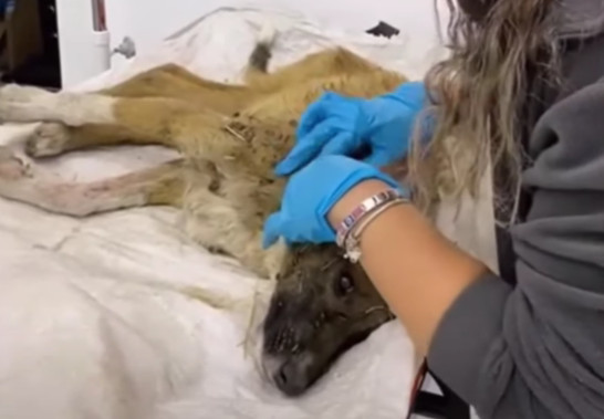 Fortunately, with expert veterinary care...